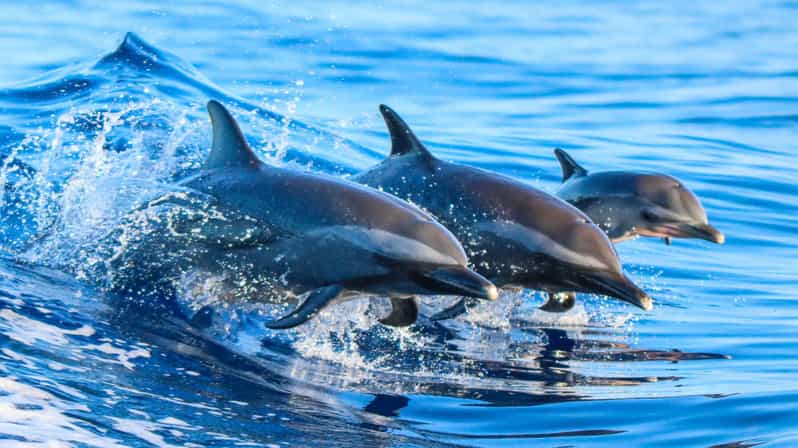 Side: Dolphin Island Boat Trip with Lunch & Unlimited Drinks - Manavgat River swim stop: the coolest part of the day
