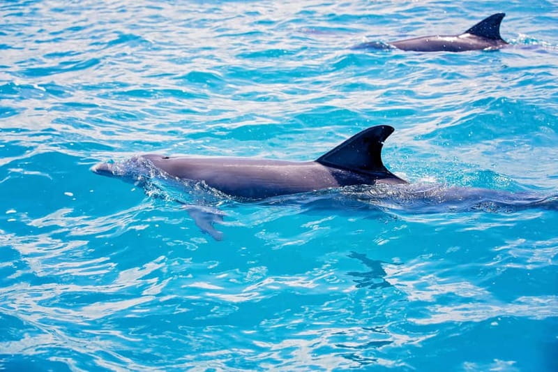 Side: Dolphins Island Cruise with Swimming Stops and Lunch - Route Options: Side Eastward, Side Peninsula, or an Alanya Island Walk